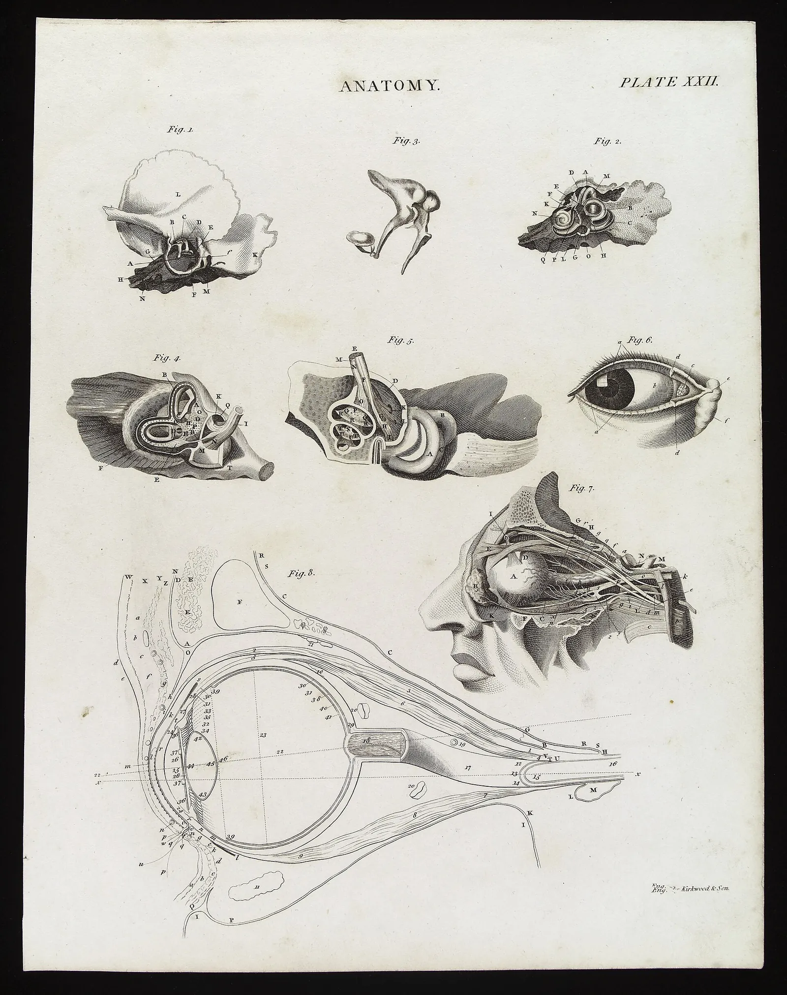 Prancha de anatomia do olho, gravura.