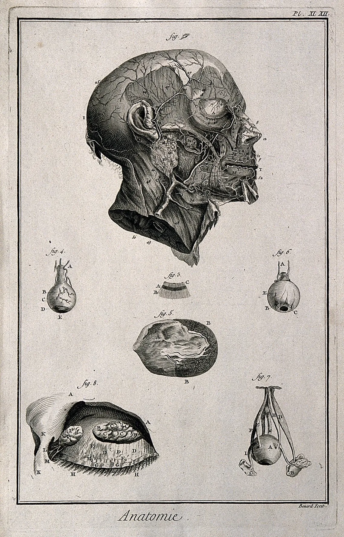 Gravura de anatomia do olho e da cabeça.